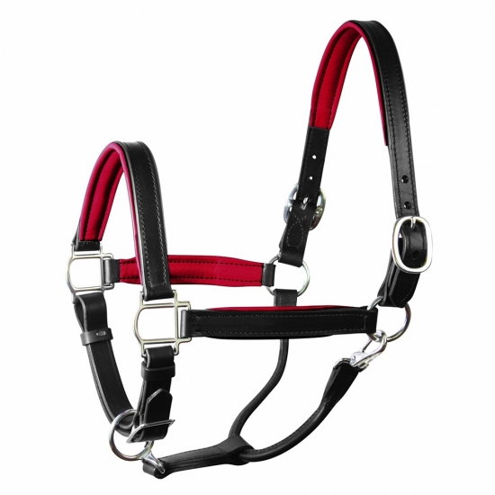 Horse Bridle